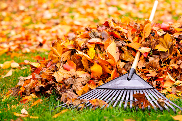 raking leaves