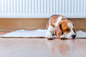 image of a dog in front of a radiator