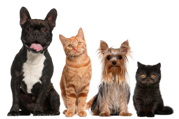image of a cat and dog and indoor air quality