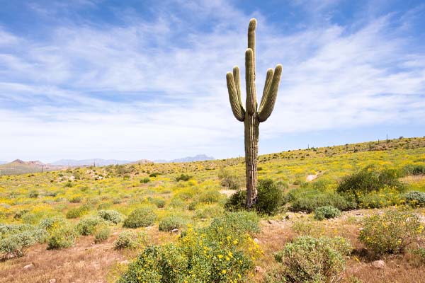image of the arizona desert depicting air conditioner in U.S.