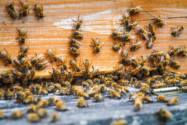 image of bees depicting air conditioner buzzing sound