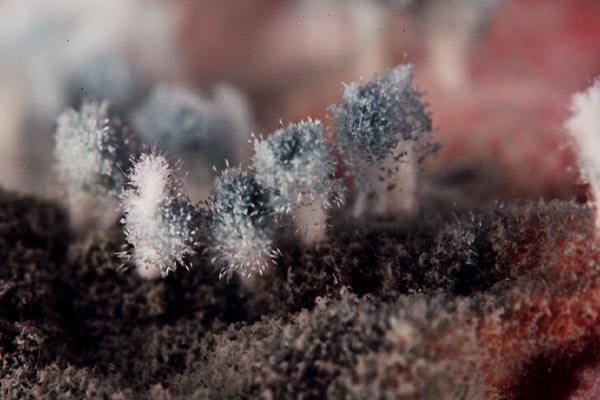 image of mold that was on air conditioner