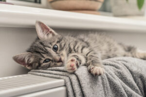 image of a kitten on a hot water radiator depicting hydronic home heating