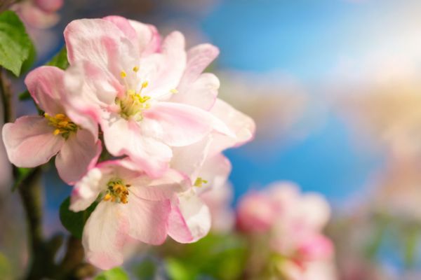 pink cherry blossoms in spring depicting seasonal influences on fuel oil prices
